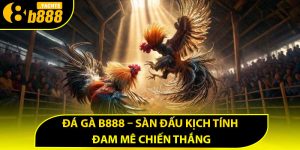 Đôi nét về đá gà B888
