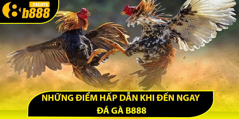 Những điểm hấp dẫn khi đến ngay đá gà B888