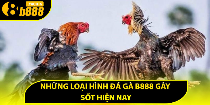 Những loại hình đá gà B888 gây sốt hiện nay
